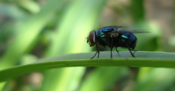 Beauty and the Blue Bottle Fly