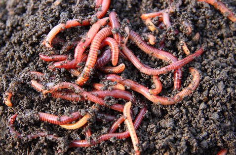 What Do Worms Want?
