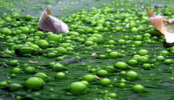 Algae in a pond in Lille, France (Photo by Wikipedia user Lamiot)