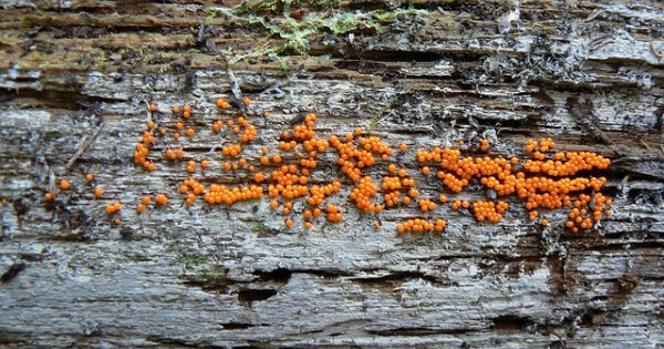 Slime mold (Photo by Benny Mazur)