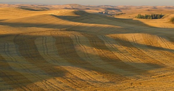The Palouse (Photo by Cheryl Reed-Dudley)