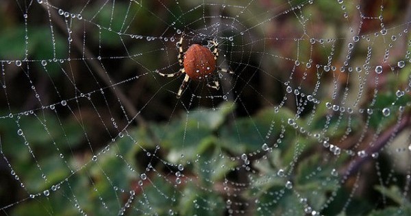 Pumpkin spider (Photo by Brocken Inaglory)