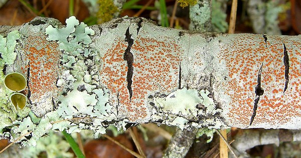 Bloodspot lichen, Texas Hill Country (Photo by Jason Hollinger)