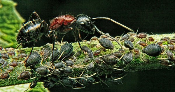 Ant with aphids (Photo by Stuart Williams/VoiMoi)