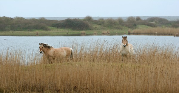 Somme horses (Tourism office, Cayeux-sur-Mer)