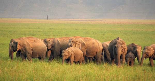 A herd in India's Jim Corbett National Park (photo by Flickr user wribs)