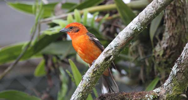 Flame-Colored Tanager/Dominic Sherony