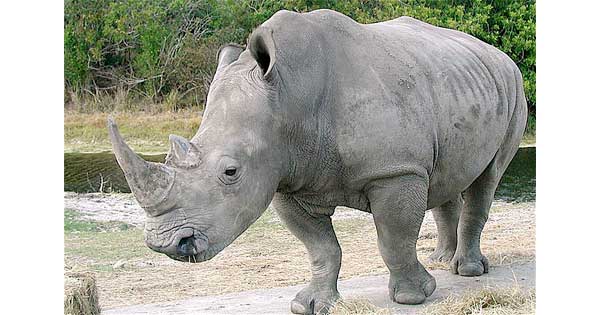 Podiatry for Rhinos