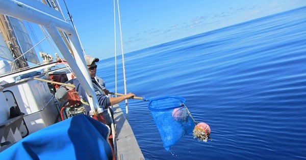 Sea Education Association scientists plumb the ocean for plastic. (Photo by Erik Zettler, Sea Education Association)