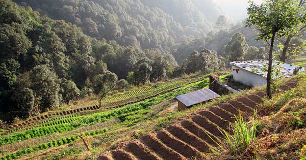 An organic farm in India (Photo by Paul Hamilton/paulhami)