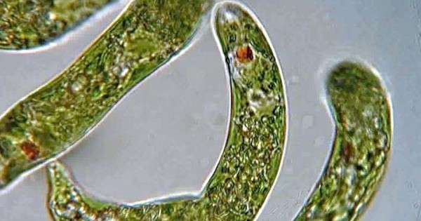 Euglena (Deuterostome)