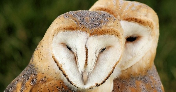 Barn owls (Flickr: Airwolfhound)