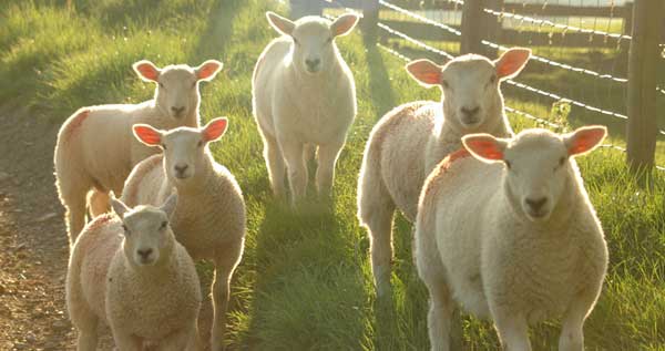 The Science of the Lambs