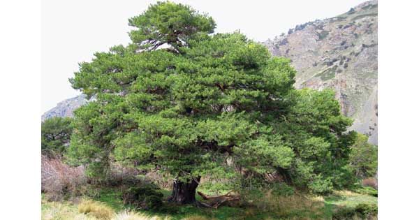 The world’s biggest trees, such as this large Scots pine in southern Spain, are also the world’s fastest-growing trees. (Photo: Asier Herrero)