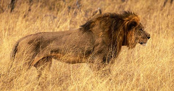 Photo of Cecil the Lion, taken in August 2014 by Vince O'Sullivan.