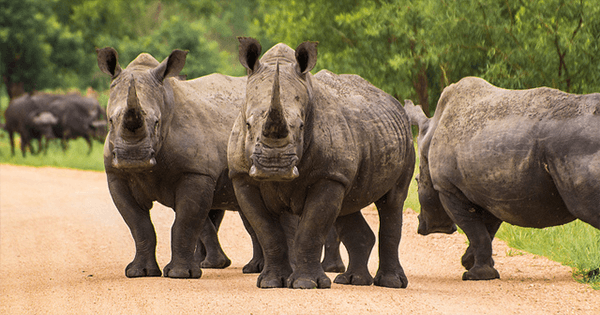 South Africa: Rhinos Under the Gun