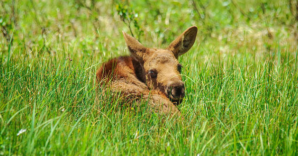 Lone Moose Calf