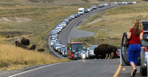 Traffic in Yellowstone National Park (iStock/Getty Images)