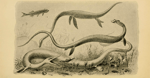 Extinct sea creatures; Chapman & Hall, 1896 