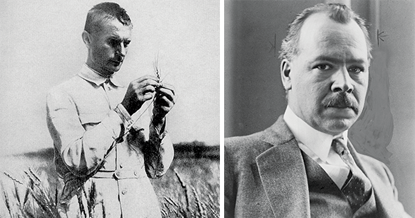 Trofim Lysenko (left) replaced Nikolai Vavilov (right) as director of the Soviet Institute of Genetics. Vavilov later died in prison. (Wikimedia Commons, left; Library of Congress, right)