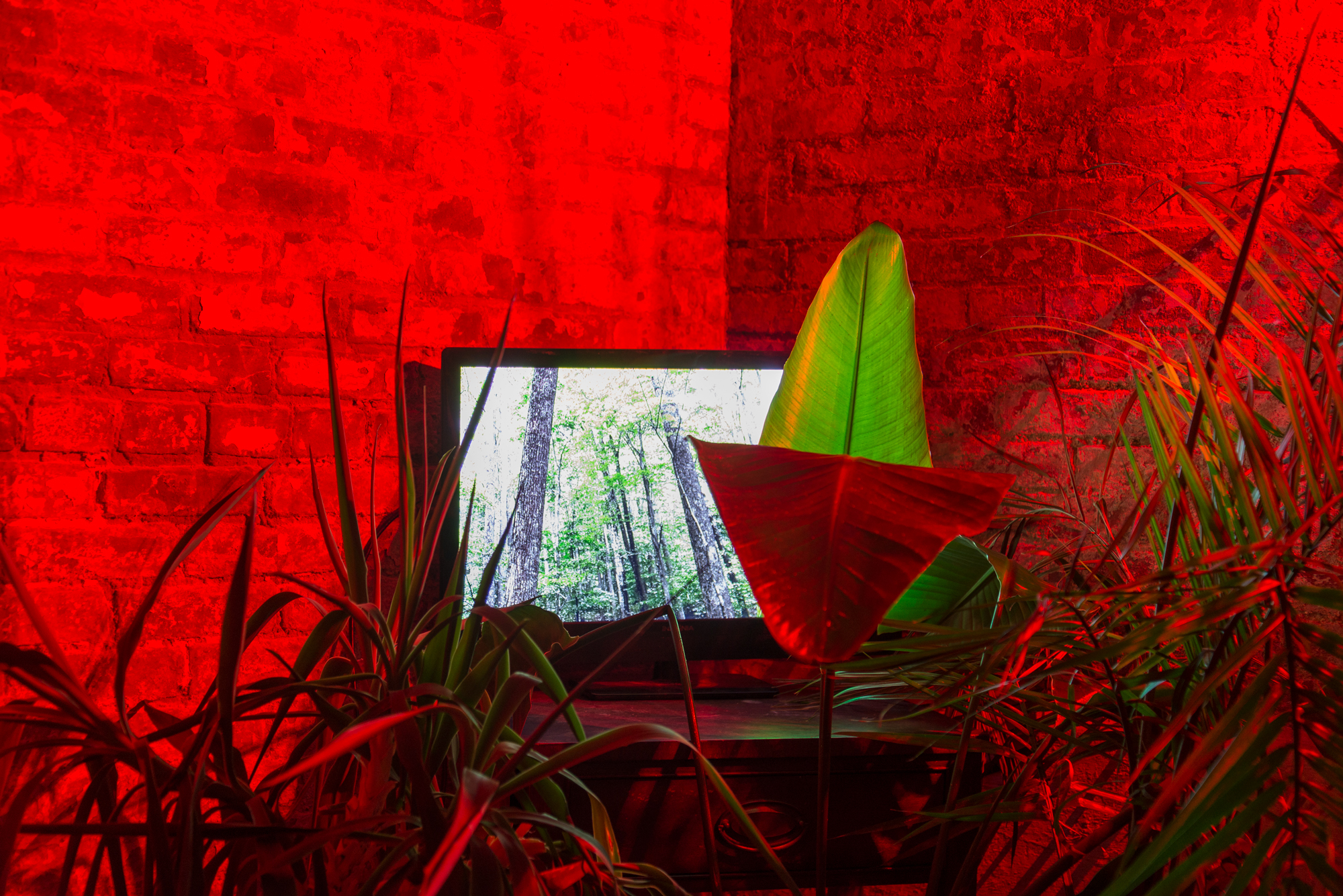 Disconnect to Reconnect (The hidden and unseen), 2017, moving image on flat screen installed with assorted plants, and red light; dimensions vary according to space.