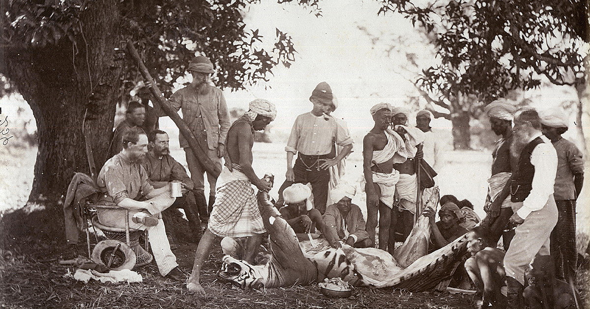 Victorians after a tiger hunt in India, c. 1876. (Wikimedia Commons)