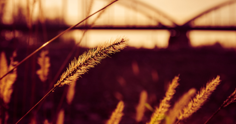 Seven New Poems by Walt Whitman