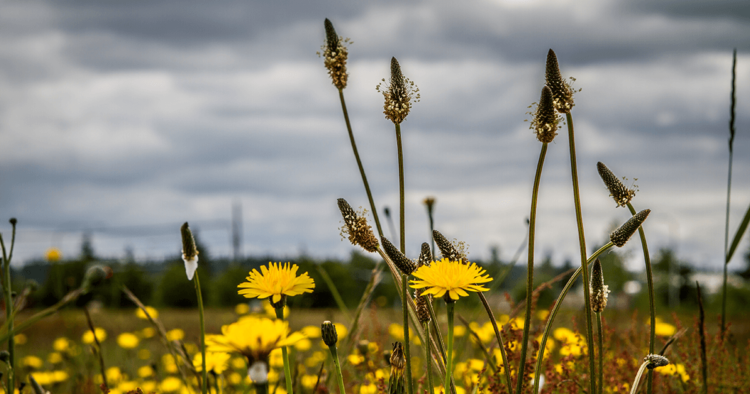 Close-up photograph of dandelions, with storm clouds in the background