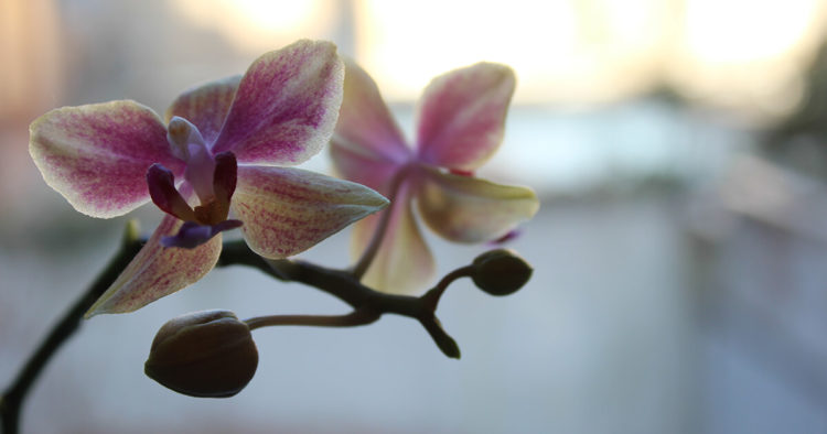 Close-up photo of an orchid