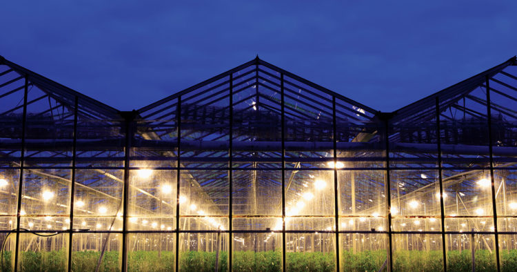 Exterior view of a greenhouse lit up at night