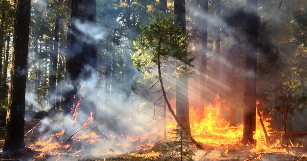 Sunlight streams through the trees onto a wildfire in a densely wooded forest