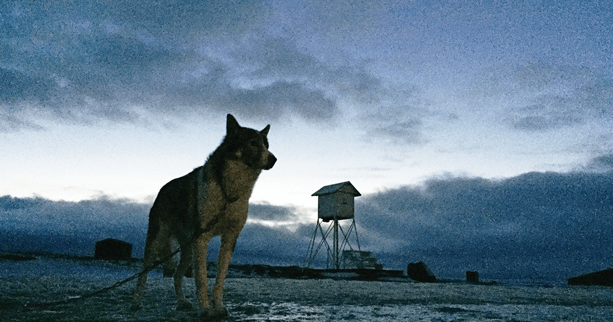 An Alaskan husky named Laban, one of two dogs standing watch for polar bears outside Bjørnøya's weather station. (Neil Shea)