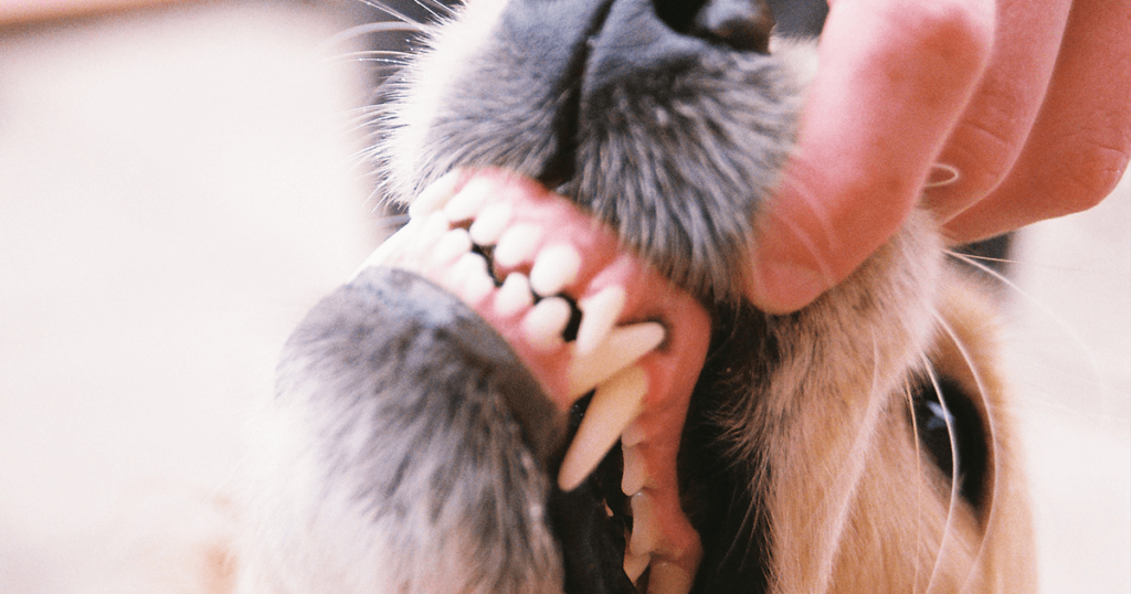 A person pulls back a dog's lips to show its teeth