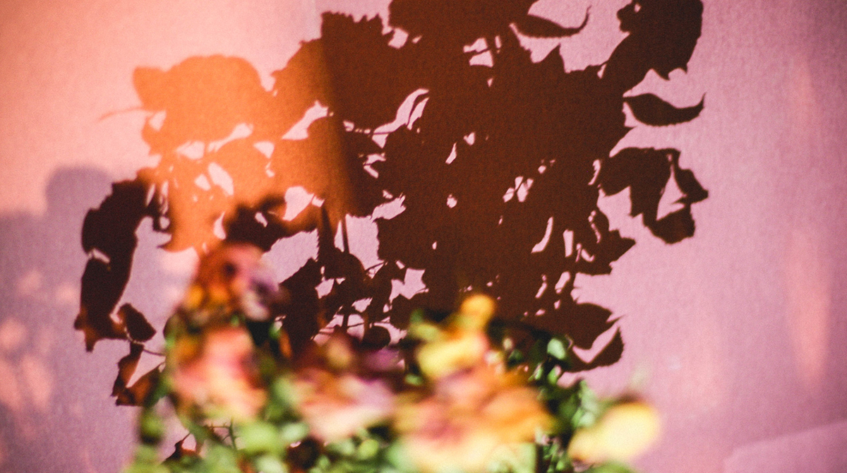 Flickr/fridaj