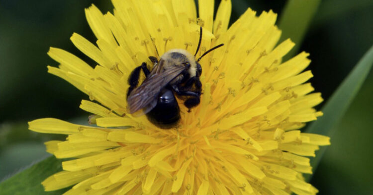 The Land of Solitary Bees