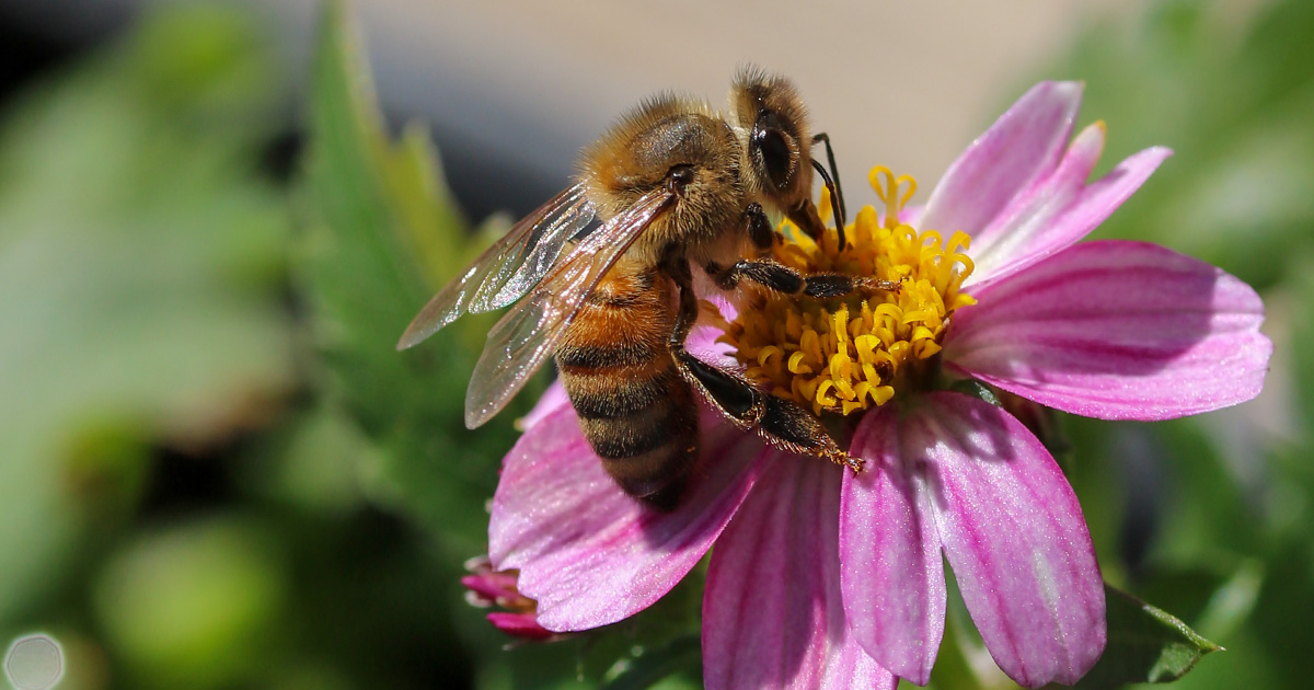 Honey—plant nectar run through multiple rounds of bee digestion and regurgitation—is one of nature’s most energy-dense foods. (Toby Oggenfuss/Wikimedia Commons)