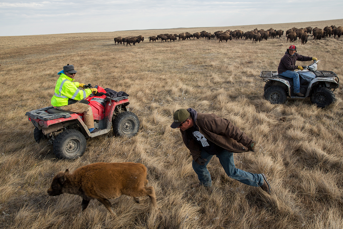 Shawn Wippert, a hand for the Blackfeet Buffalo Program, chases a buffalo calf while moving the herd to winter pasture. (Louise Johns)