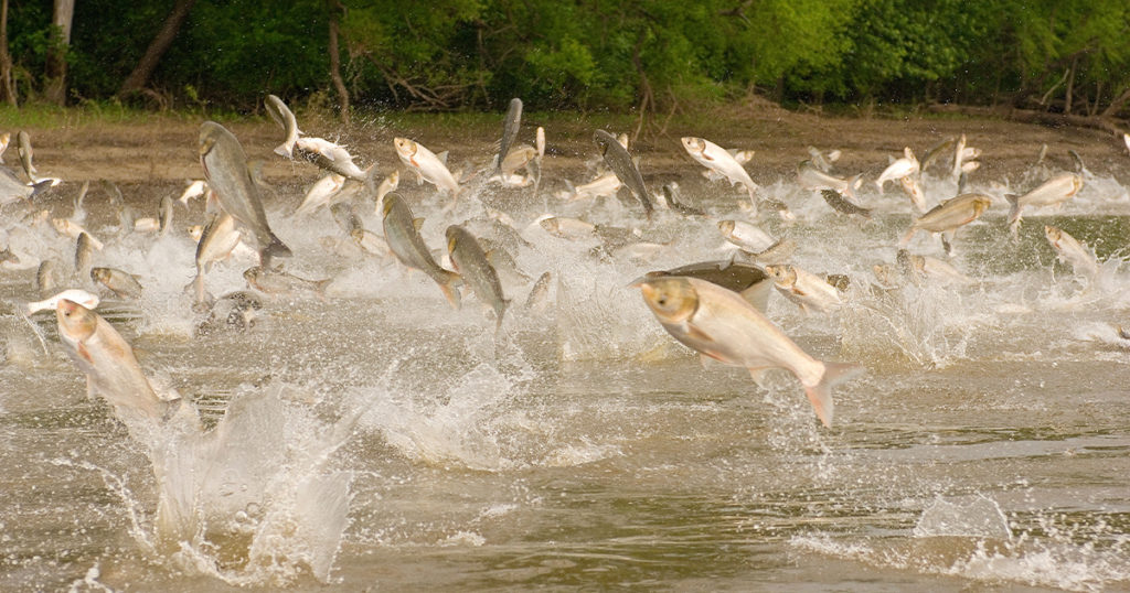 Invasive Asian carp, like these in the Illinois River, are spreading through the entire Mississippi basin. (Jason Lindsey/Alamy)