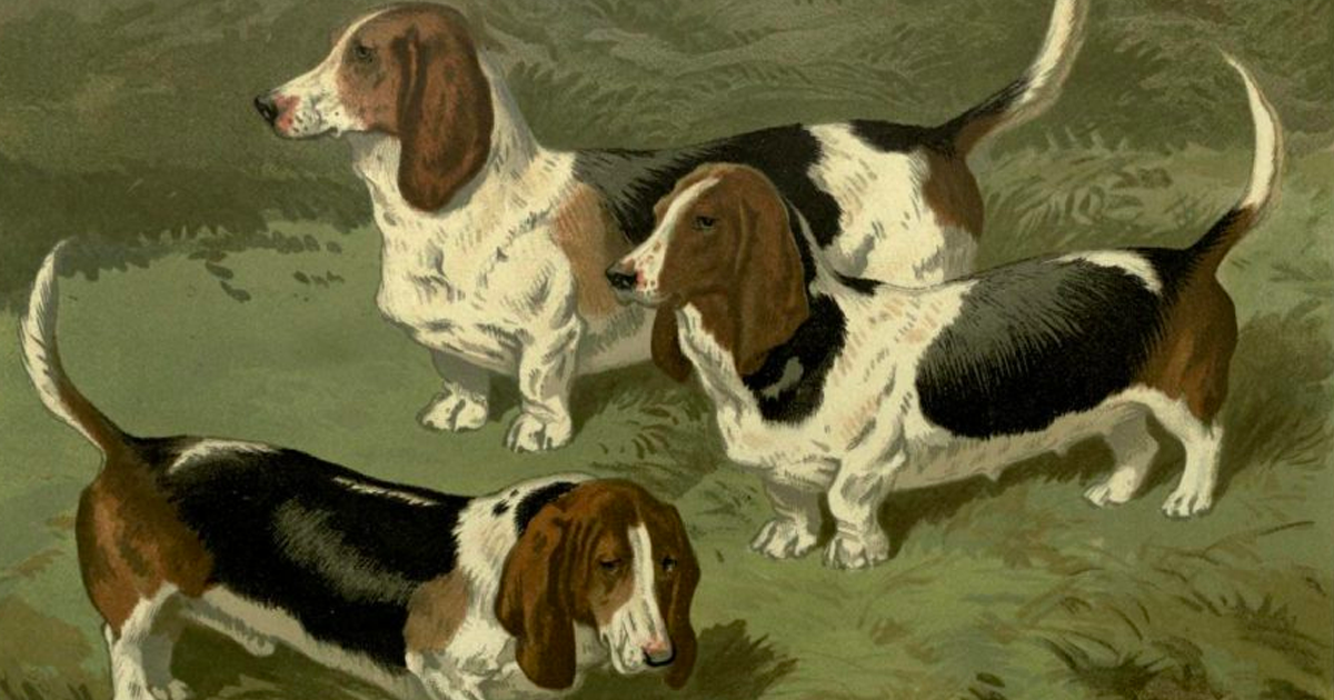 From Cassell's Illustrated Book of the Dog (1881) (Archive.org)