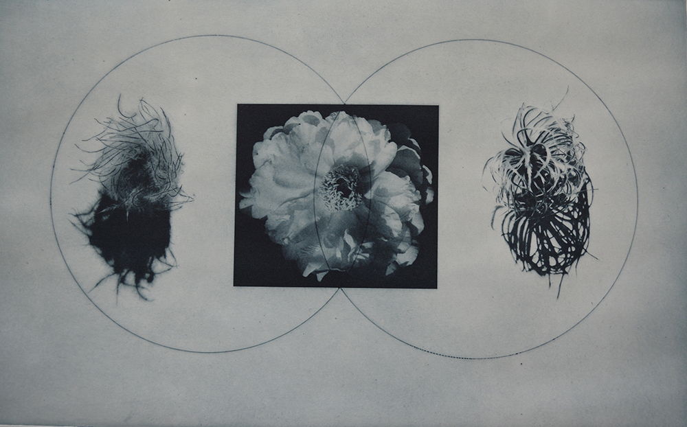 Shape Shifter, Clematis,, 2020, photopolymer gravure, 10 x 16 inches.