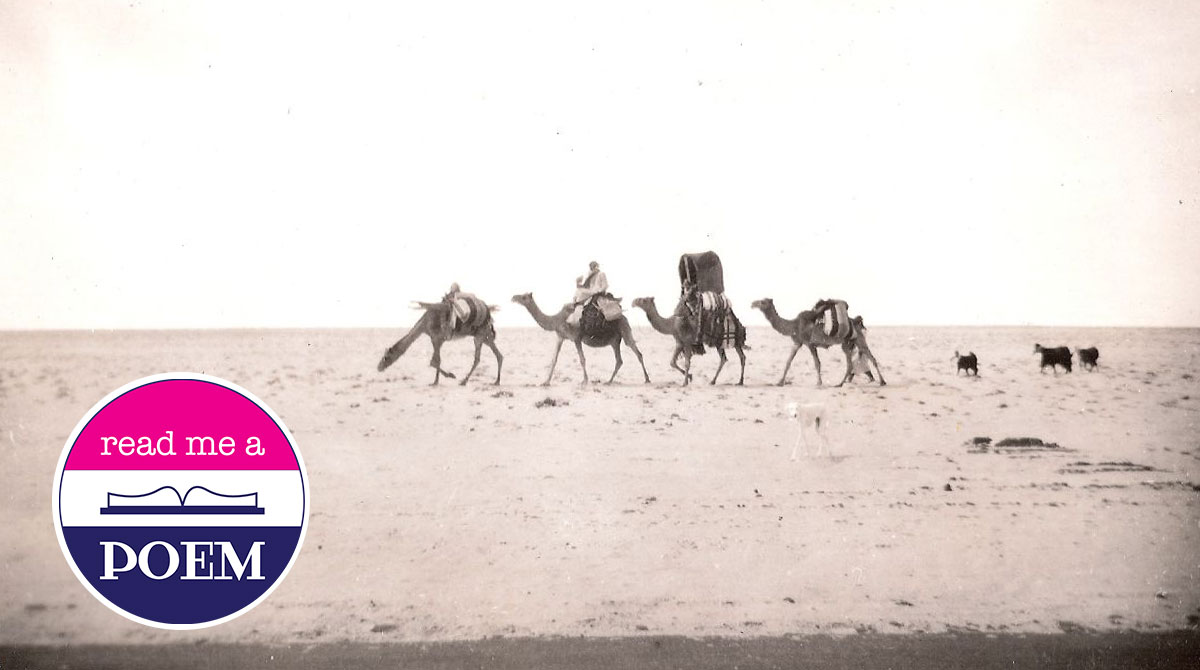 Camels, Goats, and Saluki in Kuwait, circa 1950 by F. H. Andrus (Flickr/21734563@N04)