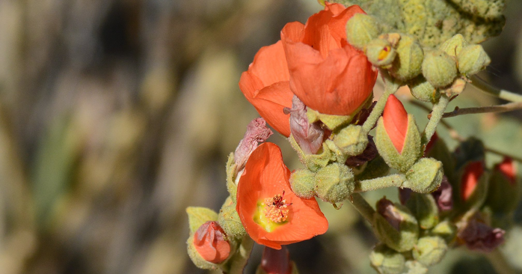 A Desert Mallow plant in California's Morongo Valley (Trish Gussler, Flickr/ trishrg)