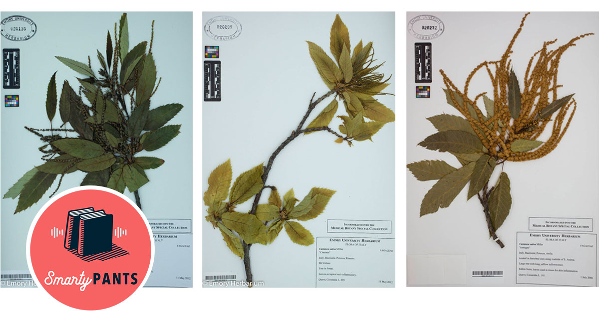 Castanea sativa Miller samples collected by Cassandra Quave, now at the Emory University Herbarium (via SERNEC)