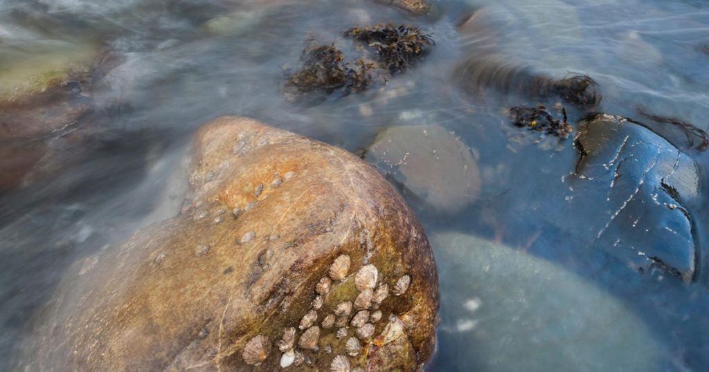 Common limpets cling to rocks on the Isle of Skye, in Scotland’s Inner Hebrides, as the tide comes in. (Nature Picture Library/Alamy) 
