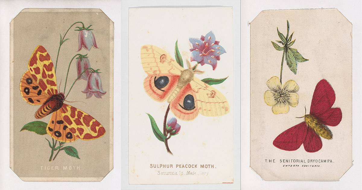 Cards from the Butterflies and Moths of America series by Louis Prang & Co., 1862-1869 (Metropolitan Museum of Art/Wikimedia Commons)