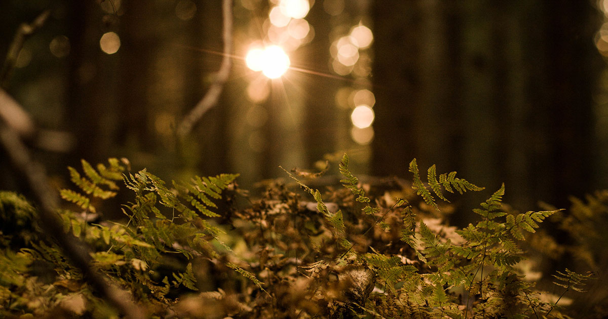 Flickr/fridaj