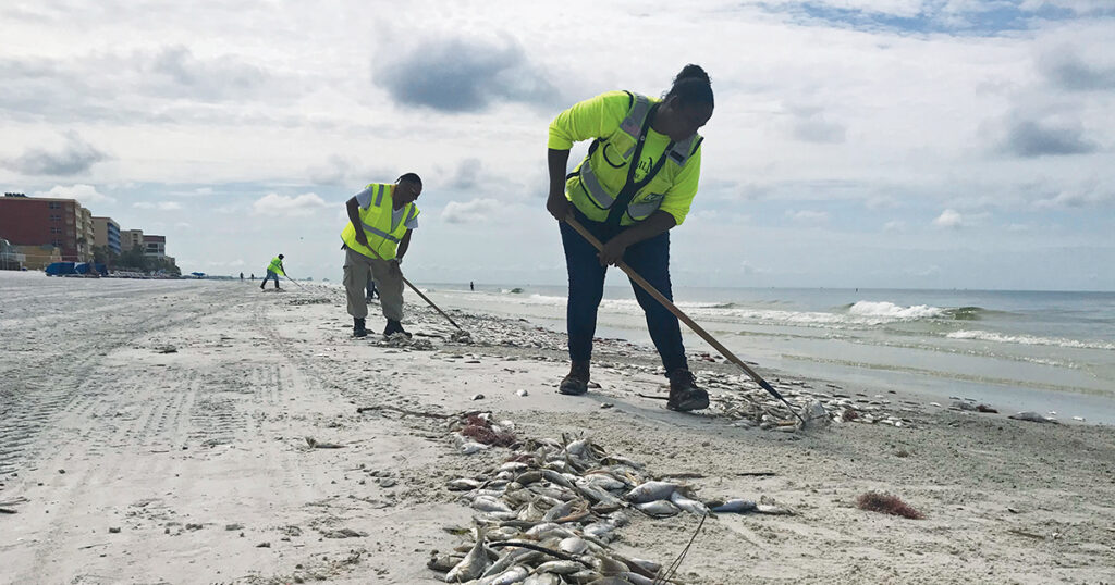 In September 2018, thousands of fish killed by a toxic algal bloom were removed from. North Redington Beach, Florida. (Scott Keeler/Tampa Bay Times via Associated Press)