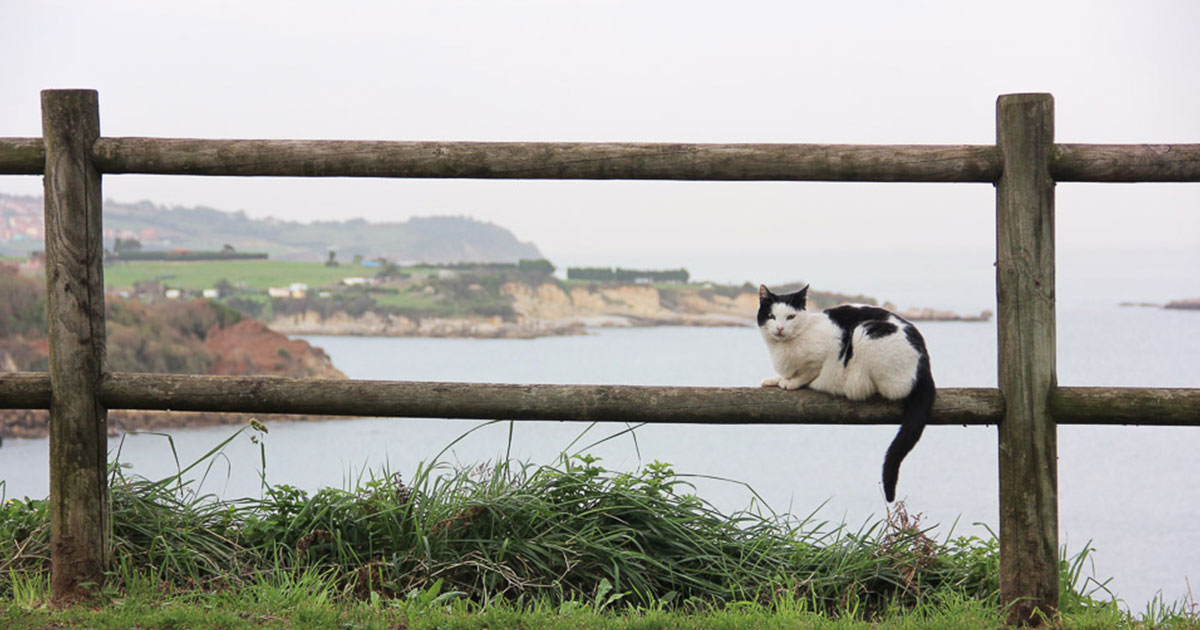 Cats and Dogs