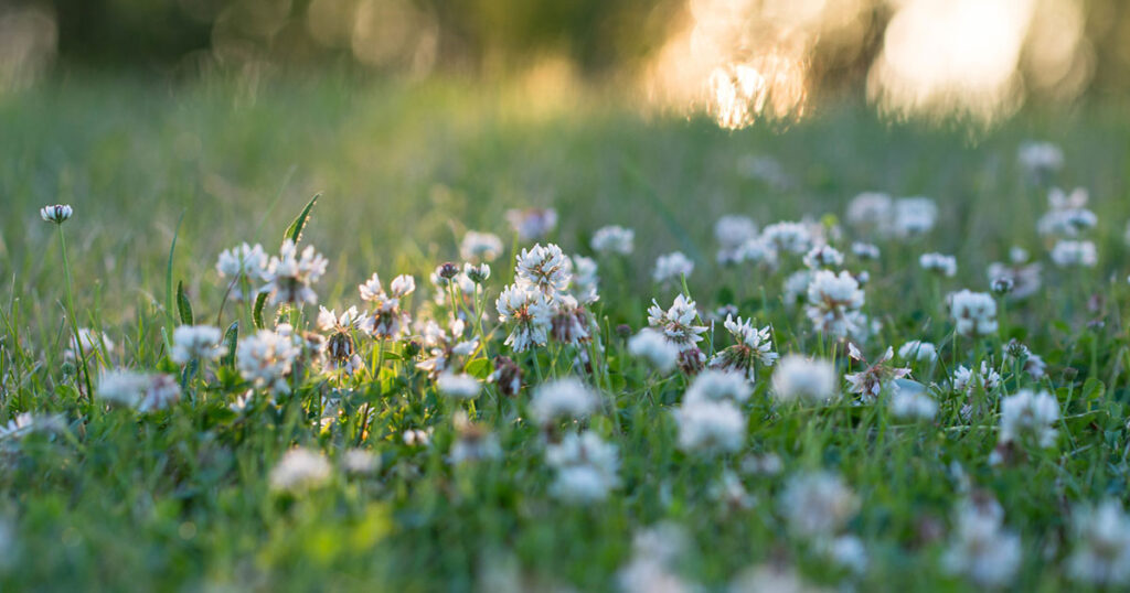 Flickr/Julie Jablonski