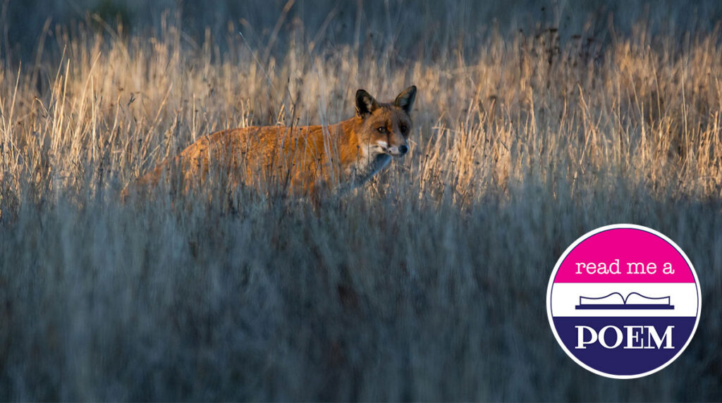 Flickr/darrylkirbyimages